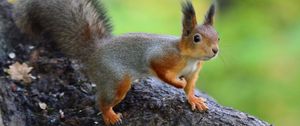 Preview wallpaper squirrel, animal, funny, wildlife
