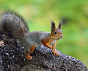 Preview wallpaper squirrel, animal, funny, wildlife