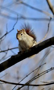 Preview wallpaper squirrel, animal, furry, branches, tree