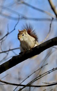 Preview wallpaper squirrel, animal, furry, branches, tree
