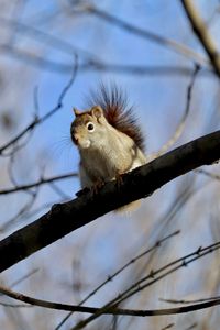 Preview wallpaper squirrel, animal, furry, branches, tree