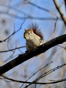 Preview wallpaper squirrel, animal, furry, branches, tree