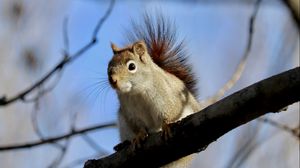 Preview wallpaper squirrel, animal, furry, branches, tree