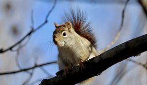 Preview wallpaper squirrel, animal, furry, branches, tree