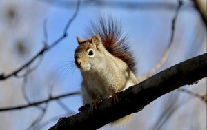 Preview wallpaper squirrel, animal, furry, branches, tree