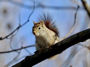 Preview wallpaper squirrel, animal, furry, branches, tree