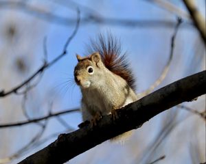 Preview wallpaper squirrel, animal, furry, branches, tree