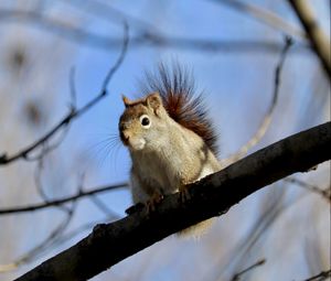 Preview wallpaper squirrel, animal, furry, branches, tree