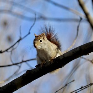 Preview wallpaper squirrel, animal, furry, branches, tree