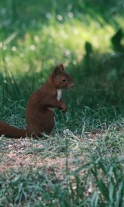 Preview wallpaper squirrel, animal, furry, cute, grass