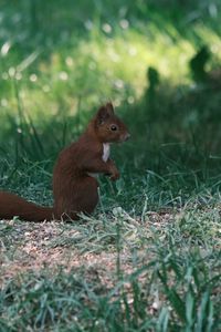 Preview wallpaper squirrel, animal, furry, cute, grass