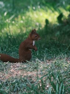 Preview wallpaper squirrel, animal, furry, cute, grass