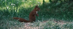 Preview wallpaper squirrel, animal, furry, cute, grass