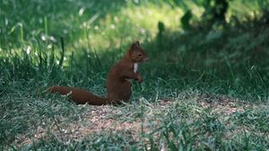 Preview wallpaper squirrel, animal, furry, cute, grass