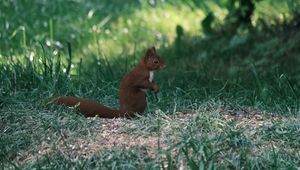 Preview wallpaper squirrel, animal, furry, cute, grass