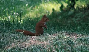 Preview wallpaper squirrel, animal, furry, cute, grass