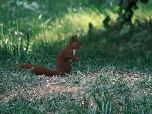 Preview wallpaper squirrel, animal, furry, cute, grass