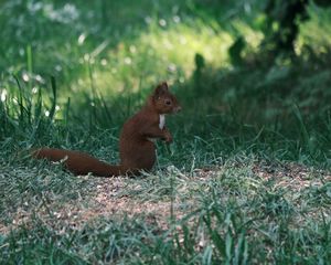 Preview wallpaper squirrel, animal, furry, cute, grass