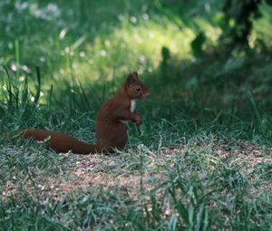 Preview wallpaper squirrel, animal, furry, cute, grass