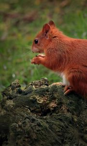 Preview wallpaper squirrel, animal, furry, cute, wildlife