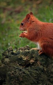 Preview wallpaper squirrel, animal, furry, cute, wildlife