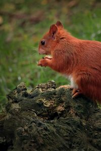 Preview wallpaper squirrel, animal, furry, cute, wildlife