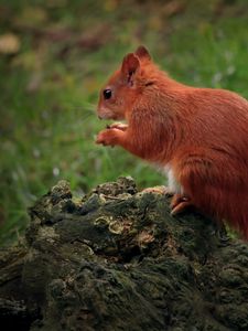 Preview wallpaper squirrel, animal, furry, cute, wildlife