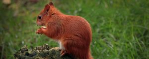 Preview wallpaper squirrel, animal, furry, cute, wildlife