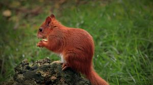 Preview wallpaper squirrel, animal, furry, cute, wildlife