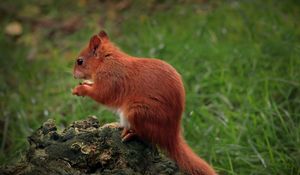 Preview wallpaper squirrel, animal, furry, cute, wildlife