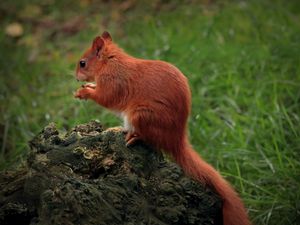 Preview wallpaper squirrel, animal, furry, cute, wildlife