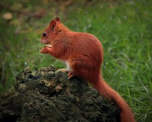 Preview wallpaper squirrel, animal, furry, cute, wildlife