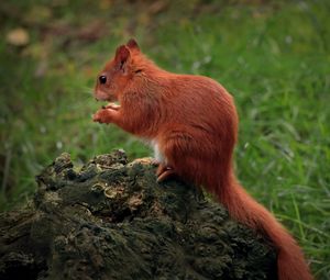 Preview wallpaper squirrel, animal, furry, cute, wildlife