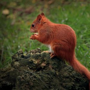 Preview wallpaper squirrel, animal, furry, cute, wildlife