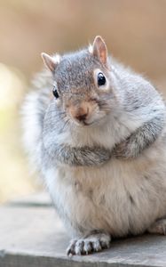 Preview wallpaper squirrel, animal, furry, thick