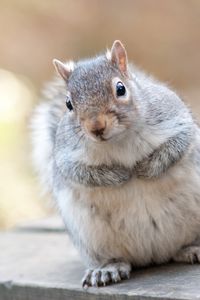 Preview wallpaper squirrel, animal, furry, thick
