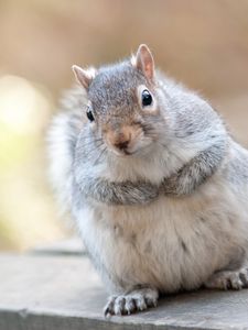 Preview wallpaper squirrel, animal, furry, thick