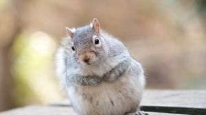 Preview wallpaper squirrel, animal, furry, thick