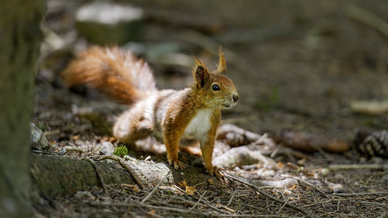 Wallpaper squirrel, animal, ginger, blur