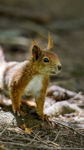 Preview wallpaper squirrel, animal, ginger, blur