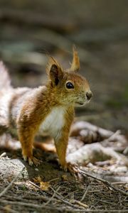Preview wallpaper squirrel, animal, ginger, blur