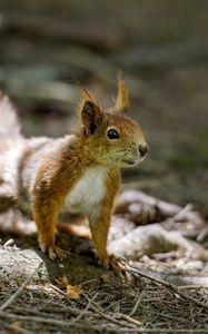 Preview wallpaper squirrel, animal, ginger, blur