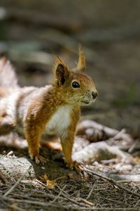 Preview wallpaper squirrel, animal, ginger, blur