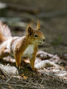 Preview wallpaper squirrel, animal, ginger, blur