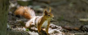 Preview wallpaper squirrel, animal, ginger, blur