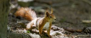 Preview wallpaper squirrel, animal, ginger, blur