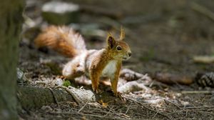 Preview wallpaper squirrel, animal, ginger, blur