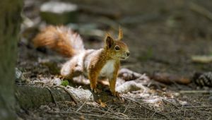 Preview wallpaper squirrel, animal, ginger, blur