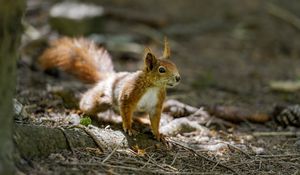 Preview wallpaper squirrel, animal, ginger, blur