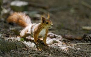 Preview wallpaper squirrel, animal, ginger, blur